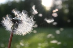 Dandelion in breeze