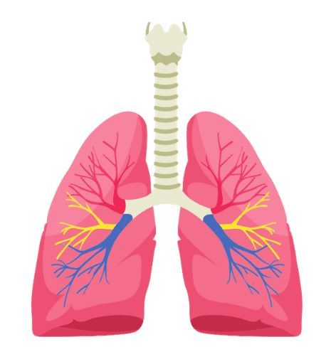 Cartoon image of lungs