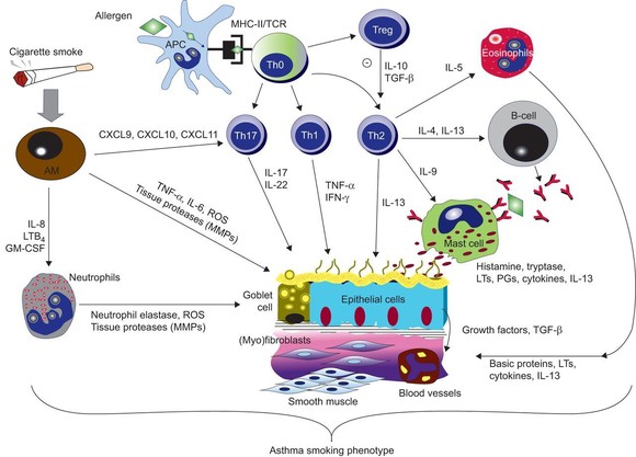 Cellular level image of asthma smoking phenotype