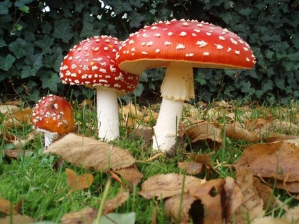 Amanita muscaria mushrooms