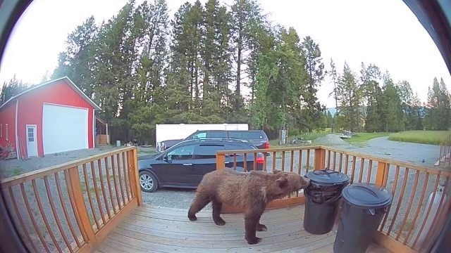 Bear on camera 