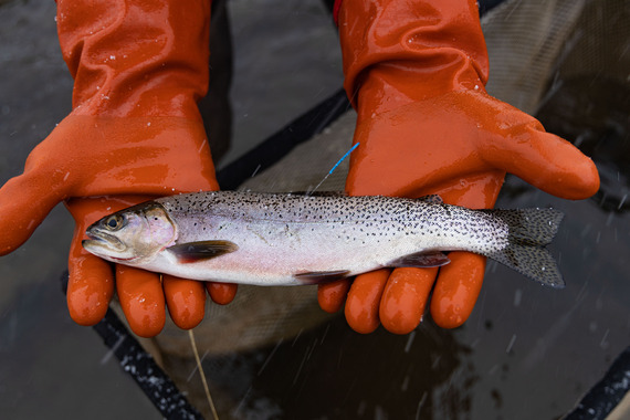 Fish tag