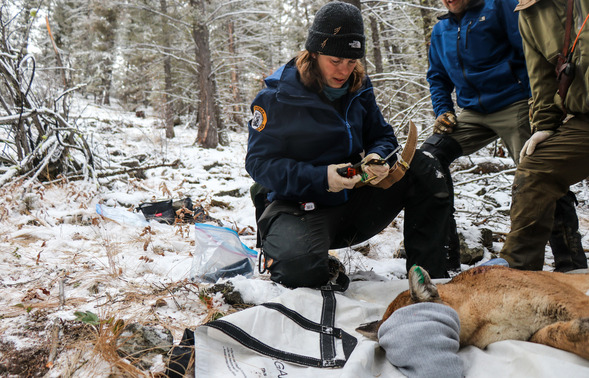 FWP biologist collaring mountain lion