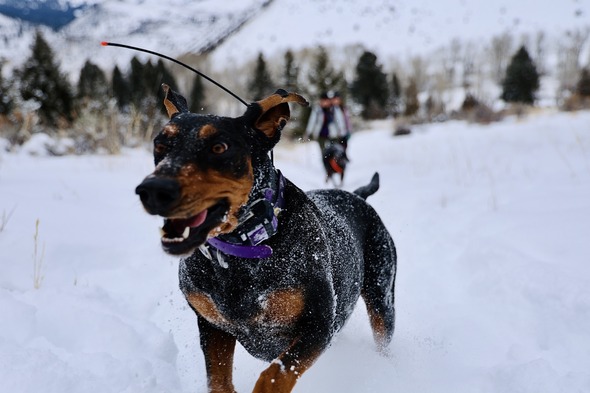 Trained hound dog tracking a mountain lion