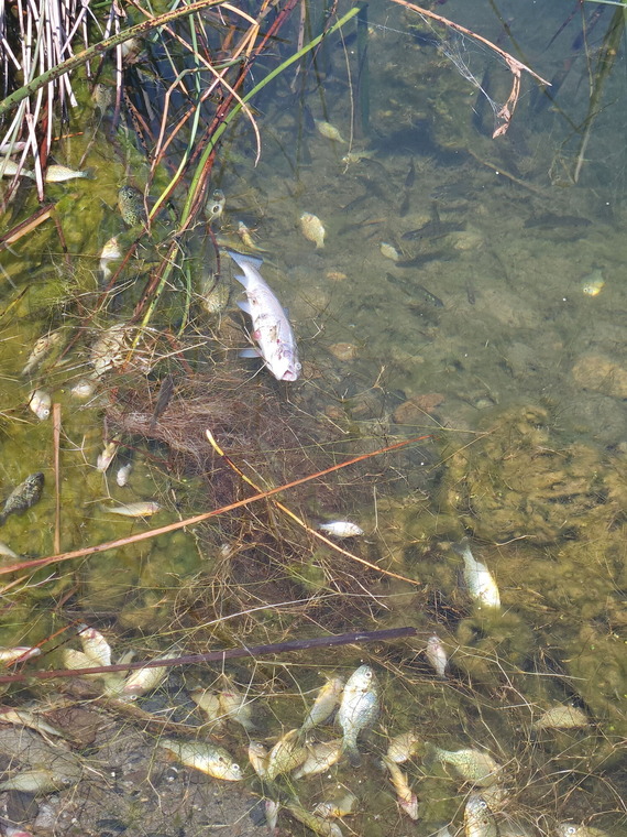Multiple species of dead fish at the Laurel Pond from a summer kill event.