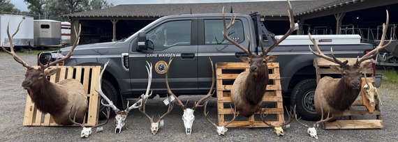 Deer and elk mounts