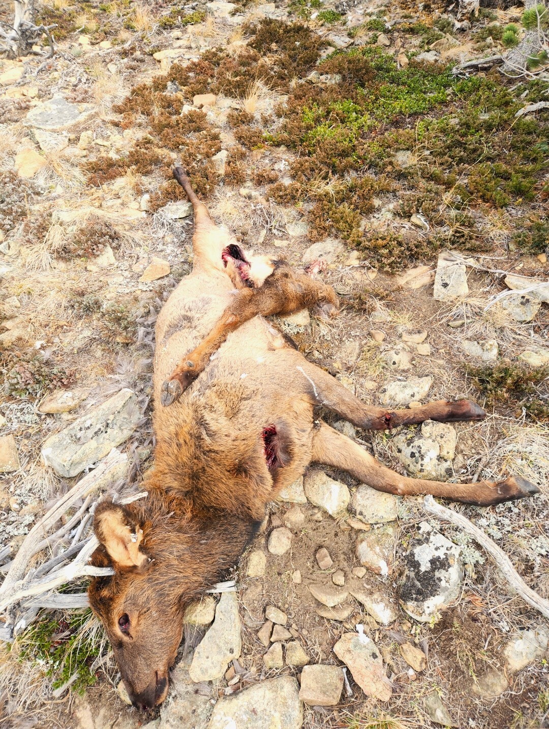 Sun River WMA elk calf