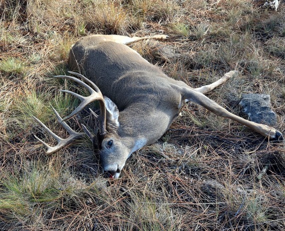 White-tailed deer poached at Blue Mountain Recreation Area