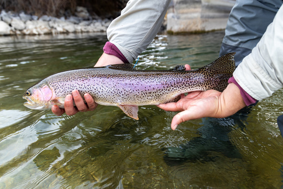 Tagged trout