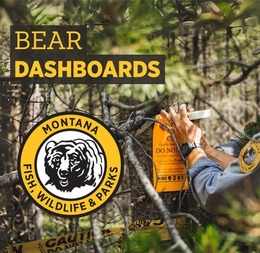 Bear Dashboards