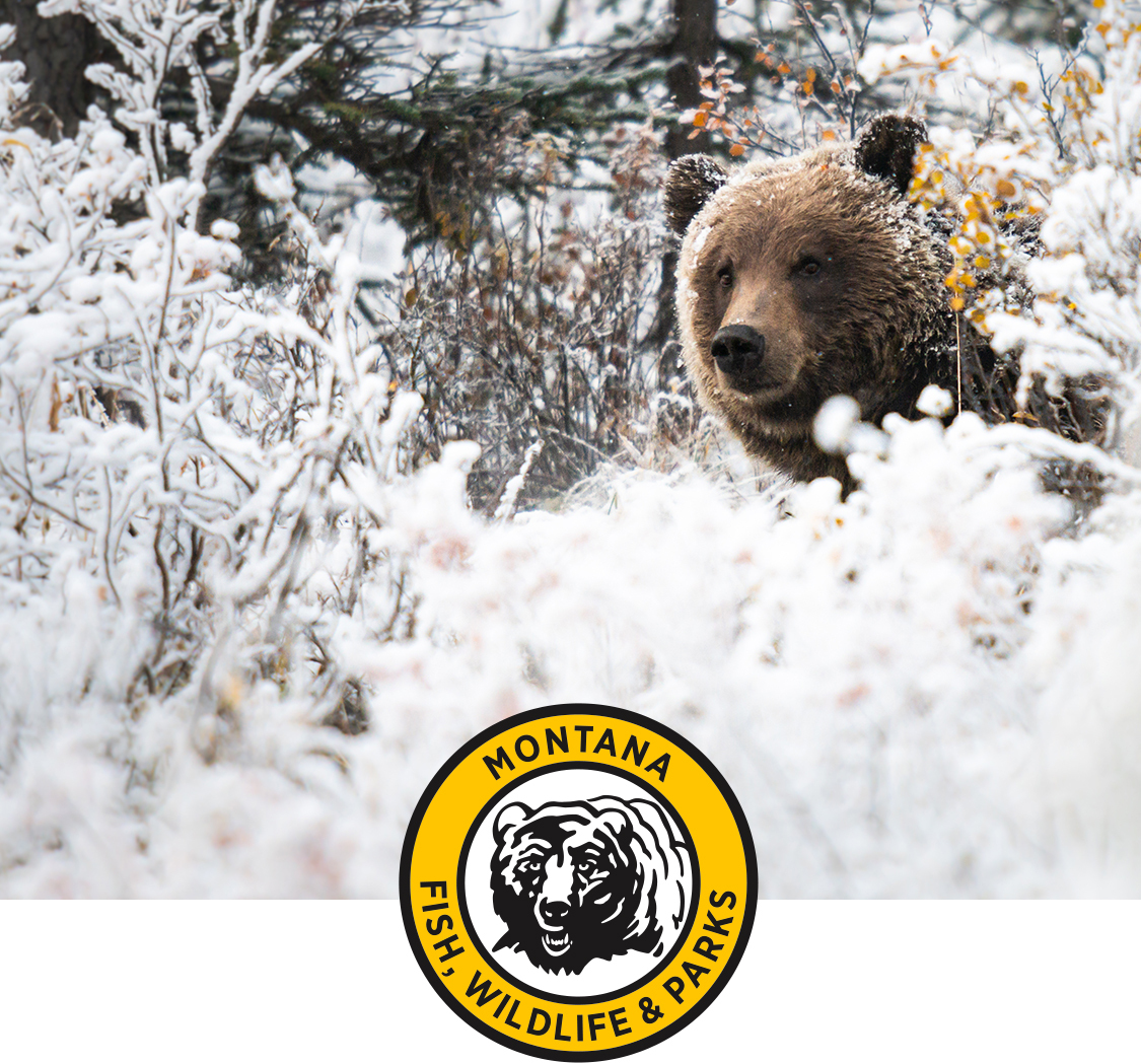Bear Aware Month