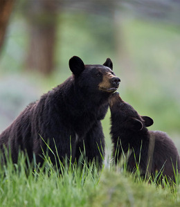 Black bear with a cub