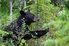 Region 3 Bear Update