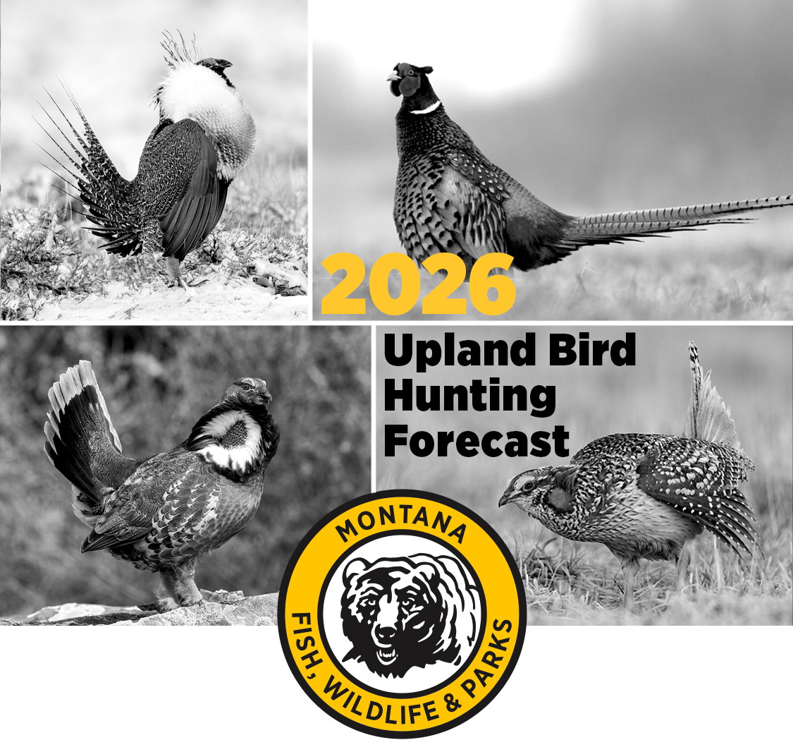 2026 Upland Gamebird Forecasts