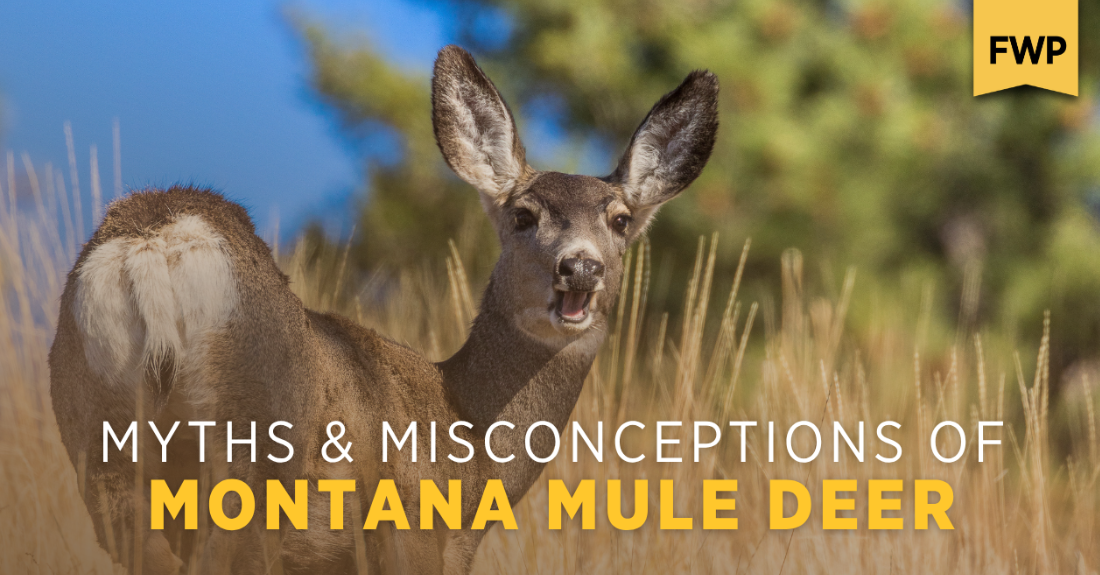 Myths and Misconceptions about Mule Deer
