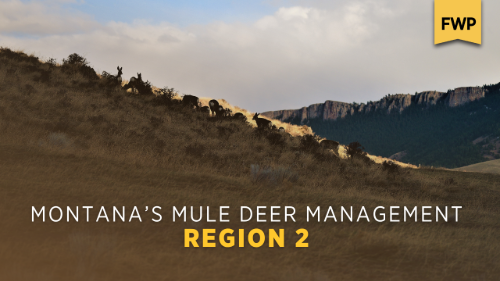Region 2 Mule Deer Management