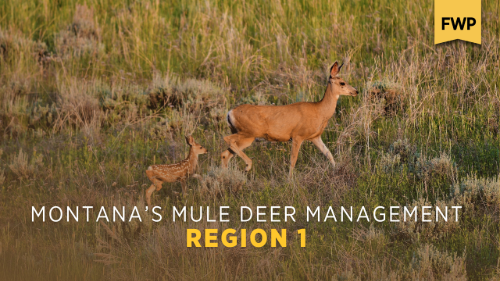 Region 1 Mule Deer Management