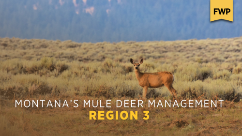Region 3 Mule Deer Management