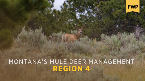 Region 4 Mule Deer Management