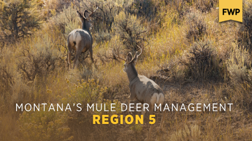Region 5 Mule Deer Management