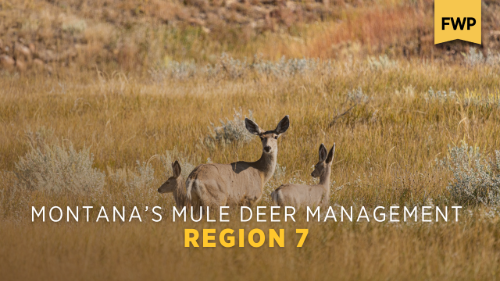 Region 7 Mule Deer Management