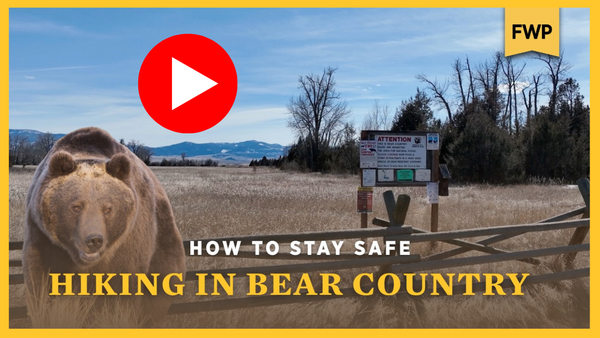 Hiking in Bear Counrty