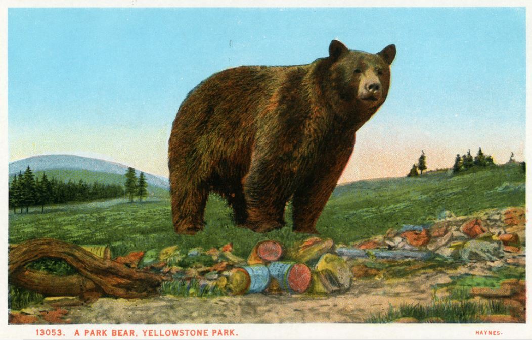 HaynesPostcardsBear
