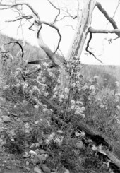 'Where Once the Prairie Fire Raged, 1904.'