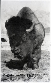 A large bison (1948)