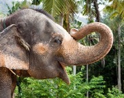 Elephant triumphantly smiling