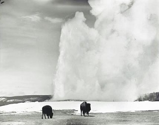 Geyser with bison
