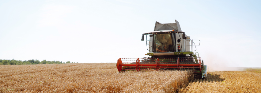 Combine cutting wheat in field
