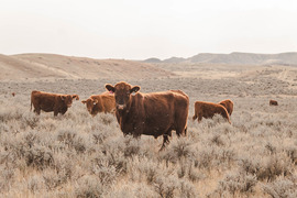 Cattle grazing