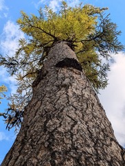 Gus, the Largest Western Larch