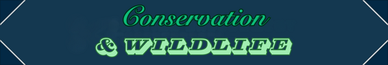 Conservation & Wildlife
