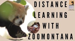Zoo Montana Distance Learning pic
