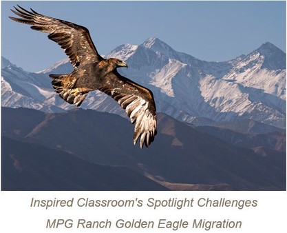 photo of Golden Eagle flying