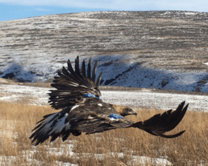 Golden eagle