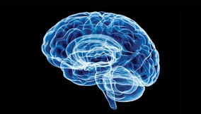 Brain