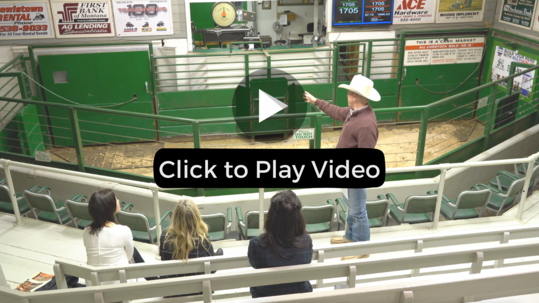 Lewistown Livestock Auction