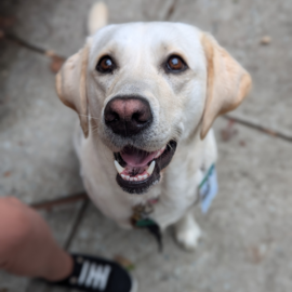 Frankie the dog looking up