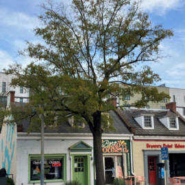 Tree on Franklin Street in front of shop