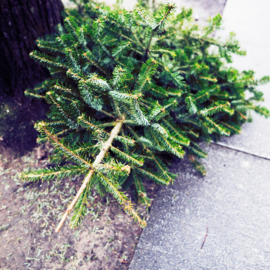 Bare Christmas tree laying on curb