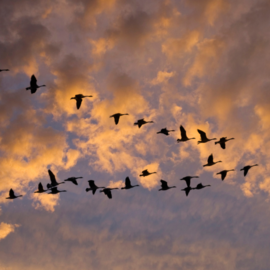 Canadian geese flying in the clouds