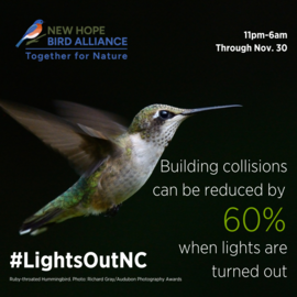 Hummingbird flying - bird building collisions can be reduced by 60-percent when lights are turned out
