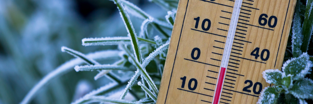 Thermometer reading zero amidst a frozen tree branch