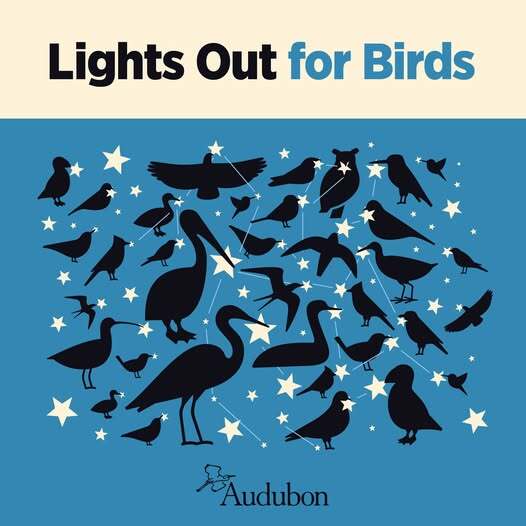 Lights Out for Birds with silhouettes of many types of birds