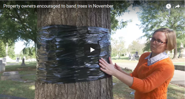 Tree banding video