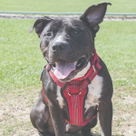 Image of a cute black dog with expressive, floppy ears. 