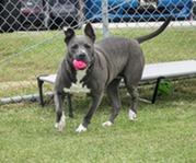 Image of a gray and white dog playing with a pink ball in her mouth